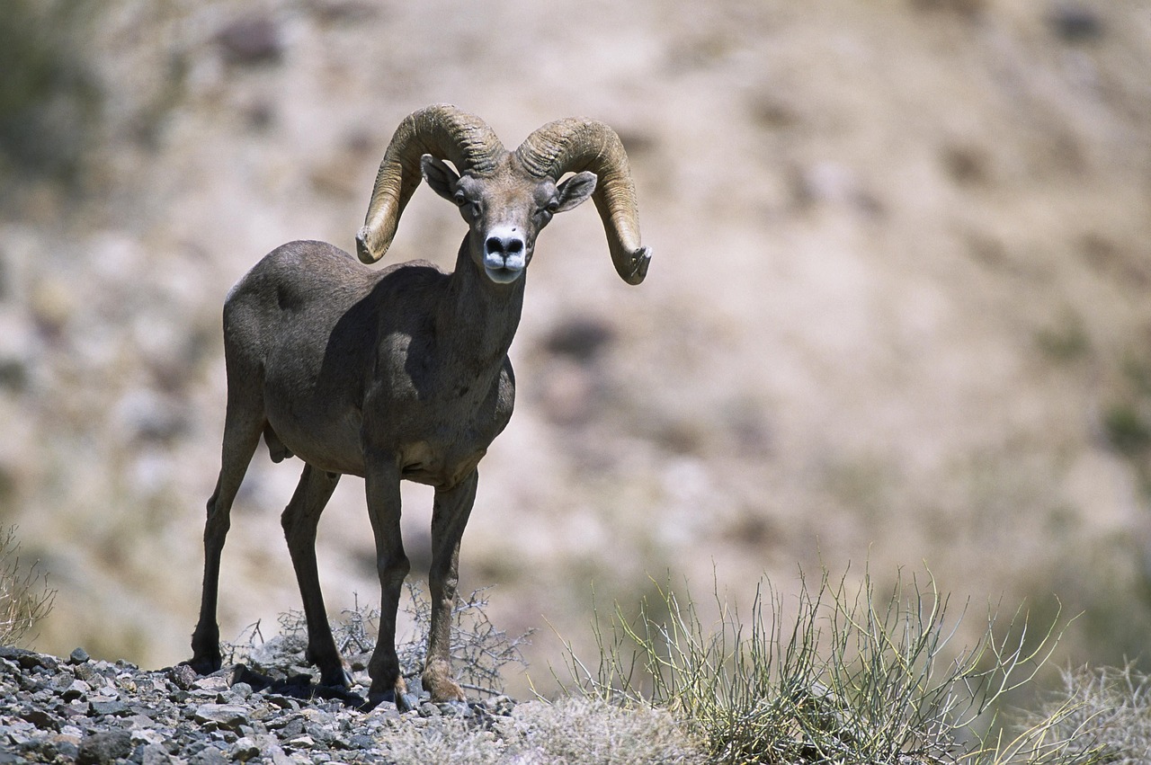 Moteris, Avys, Didelis Ragas, Avys, Gyvūnai, Fauna, Nemokamos Nuotraukos,  Nemokama Licenzija