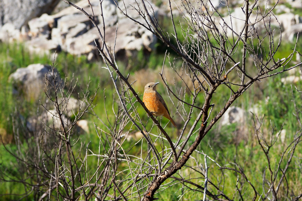 Panelių Afrikos Stonechat,  Paukštis,  Pobūdį,  Stonechat,  Gyvūnijos,  Medis,  Filialas,  Paukščių,  Raudona,  Gyvūnas