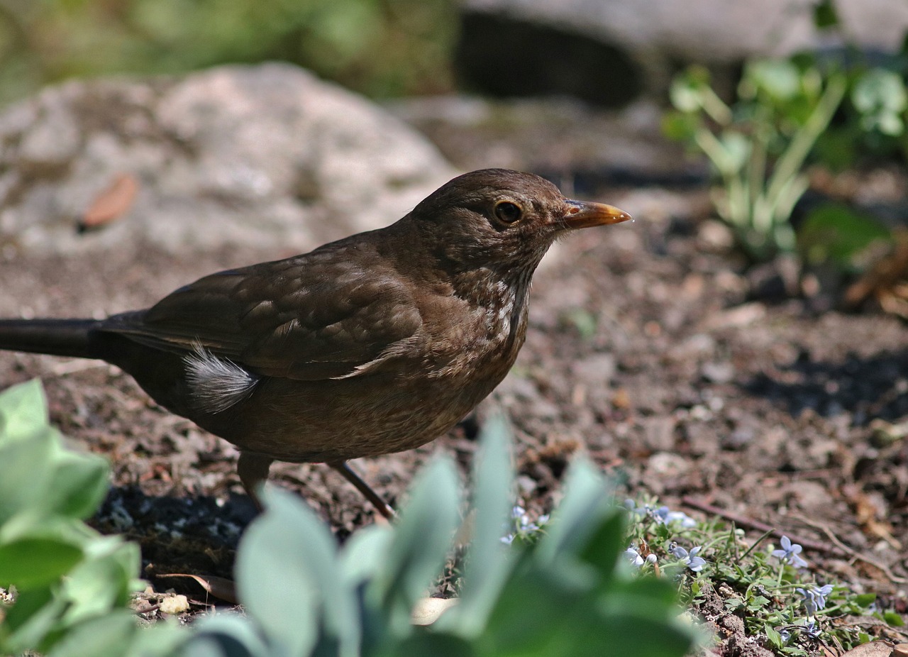 Moteriškas Juodasis Paukštis, Paukštis, Plunksnos, Juoda Paukštis, Moteris, Gamta, Laukinė Gamta, Nemokamos Nuotraukos,  Nemokama Licenzija