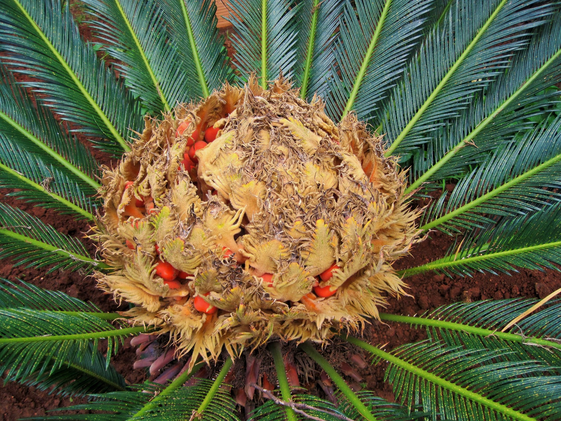 Augalas,  Papartis,  Cycad,  Moteris,  Sėklos,  Oranžinė,  Moteris Cycad, Nemokamos Nuotraukos,  Nemokama Licenzija