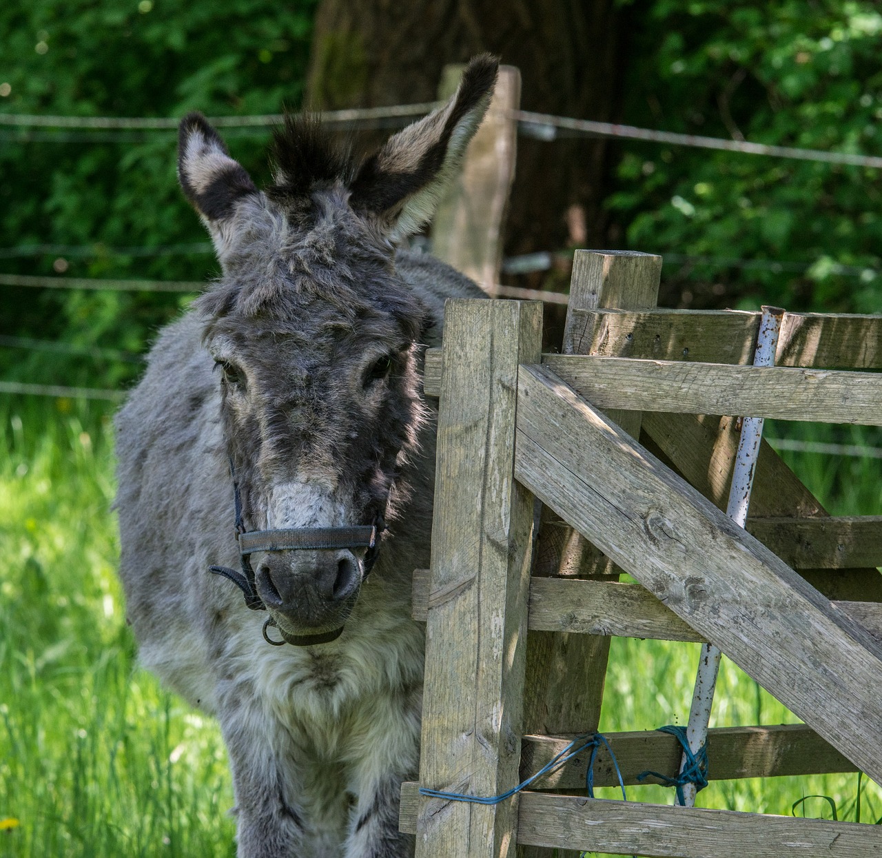 Tvora,  Asilas,  Gyvūnas,  Ūkis,  Žolė,  Žinduolis,  Pobūdį,  Meadow,  Gyvūnijos Pasaulyje, Nemokamos Nuotraukos