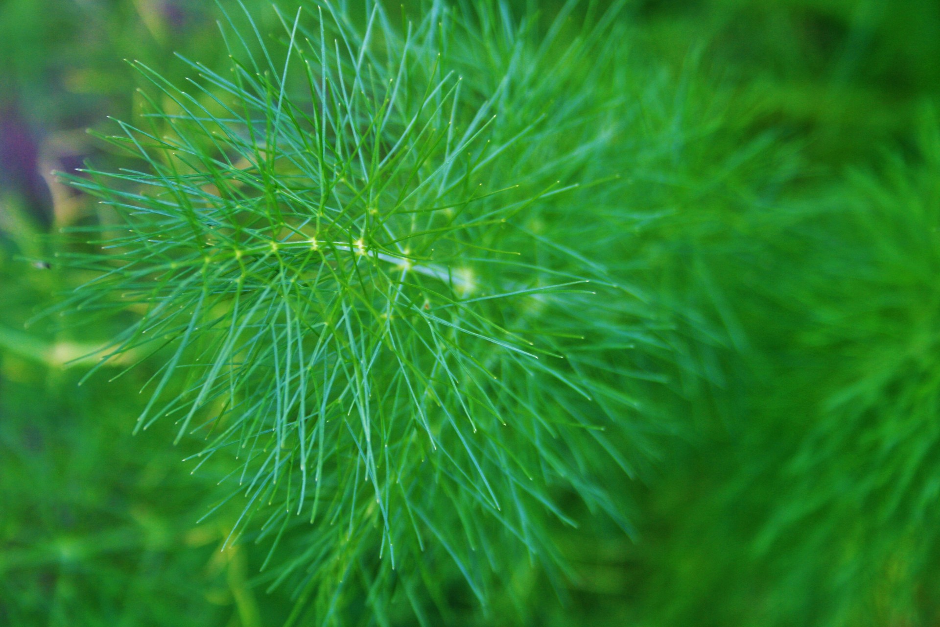 Žolė,  Pankolis,  Sprigas,  Žalias,  Gerai,  Aromatiniai,  Pankolių Spyruoklė, Nemokamos Nuotraukos,  Nemokama Licenzija