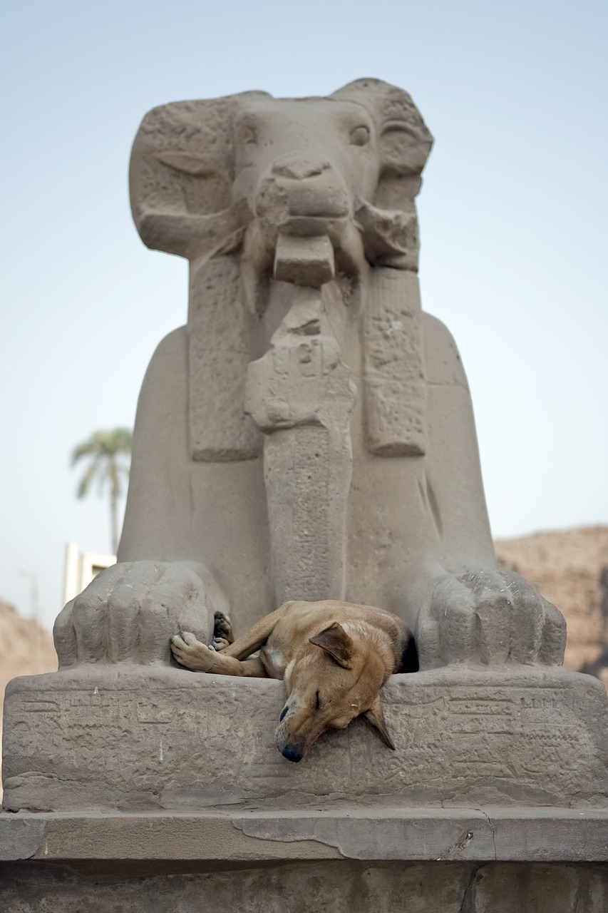 Laukinis Šuo, Miega, Šuo, Egiptas, Aswan, Senovės, Egipto Dievas, Nemokamos Nuotraukos,  Nemokama Licenzija
