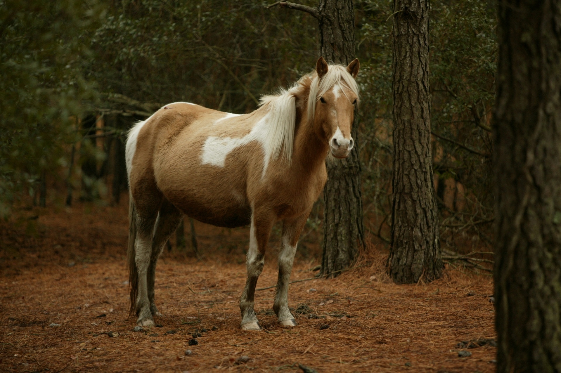 Ponis,  Laukiniai,  Ganymas,  Laukinis & Nbsp,  Ponis,  Viešasis & Nbsp,  Domenas,  Tapetai,  Fonas,  Chincoteague & Nbsp