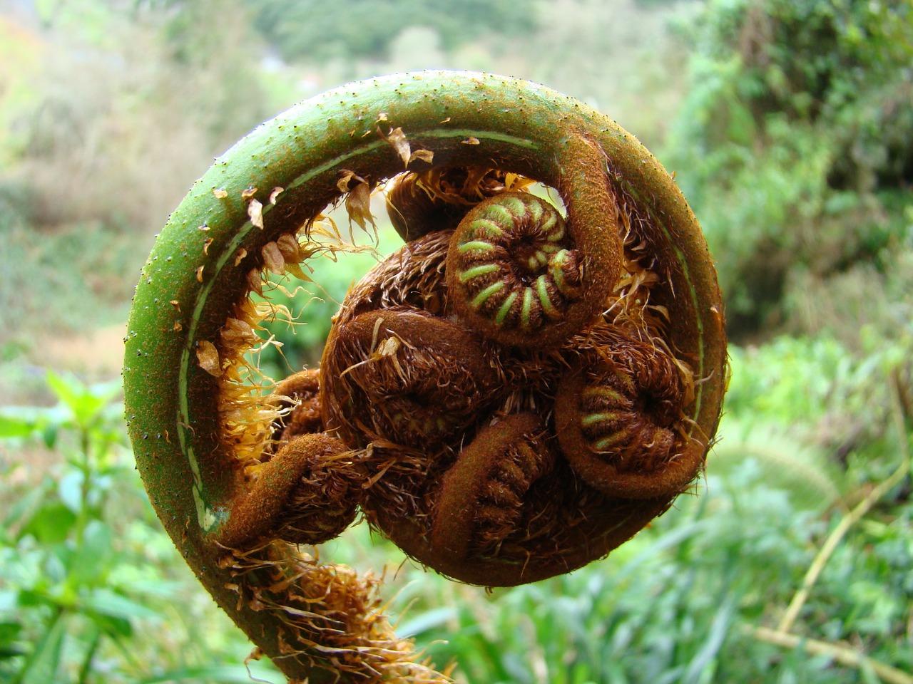 Papartis, Augalas, Sodas, Gamta, Medis-Papartis, Flora, Botanika, Egzotiškas, Augmenija, Madeira