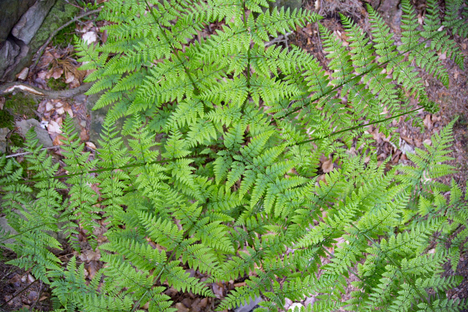 Abstraktus,  Fonas,  Grožis,  Sienos,  Botanika,  Bracken,  Krūmas,  Iš Arti,  Kaimas,  Ekologija