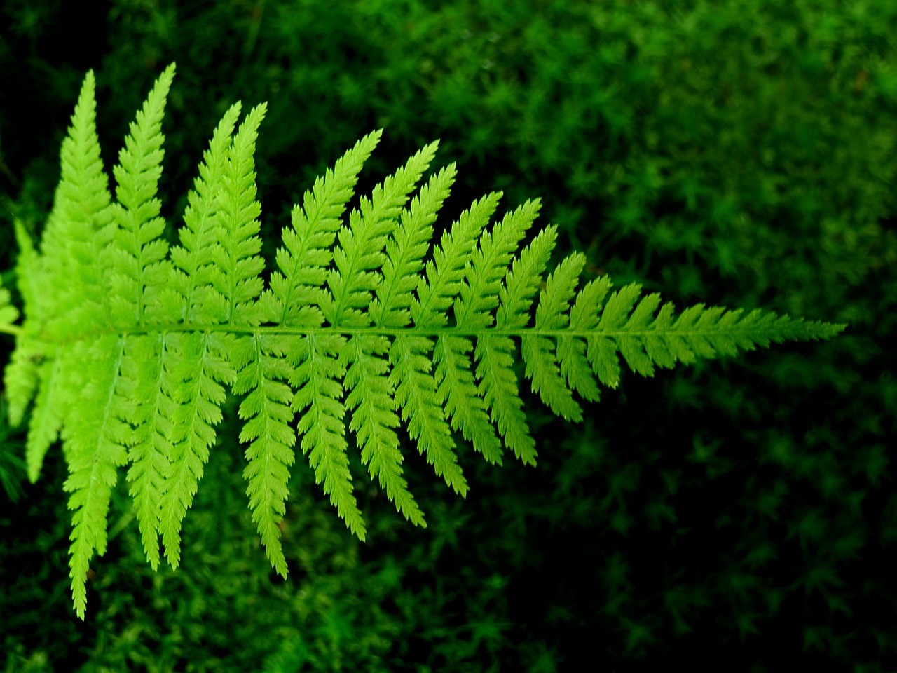 Papartis, Bracken, Žalias, Nemokamos Nuotraukos,  Nemokama Licenzija