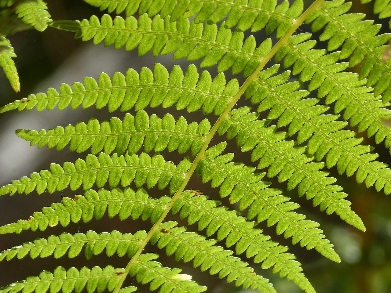 Papartis, Lapai, Išsamiai, Žalias, Tekstūra, Nemokamos Nuotraukos,  Nemokama Licenzija