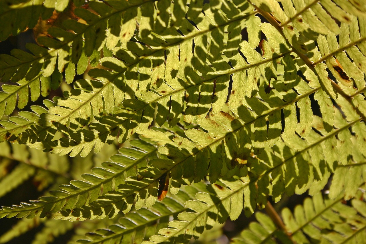 Papartis, Bracken, Miškas, Augalas, Žalias, Saulė, Šešėlis, Šviesos Efektai, Gamta, Flora