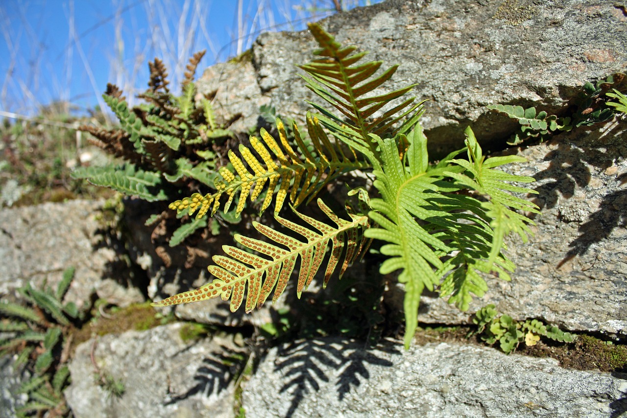 Papartis, Augalas, Augmenija, Žalias, Flora, Natūralus, Aplinka, Gėlių, Botanikos, Ekologija