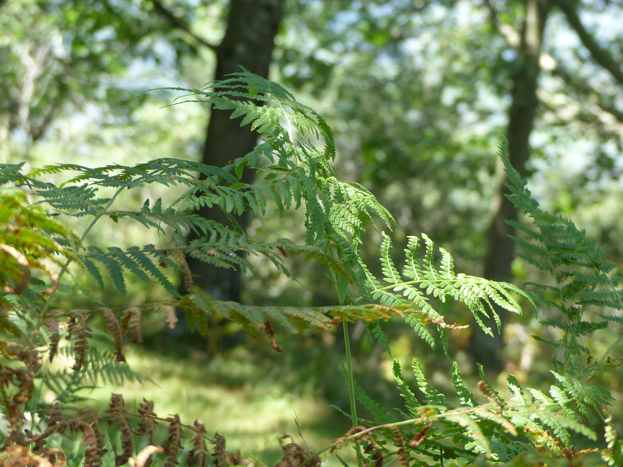 Papartis, Medis, Gamta, Miškas, Žalias, Kraštovaizdis, Augalas, Tapetai, Lapija, Flora