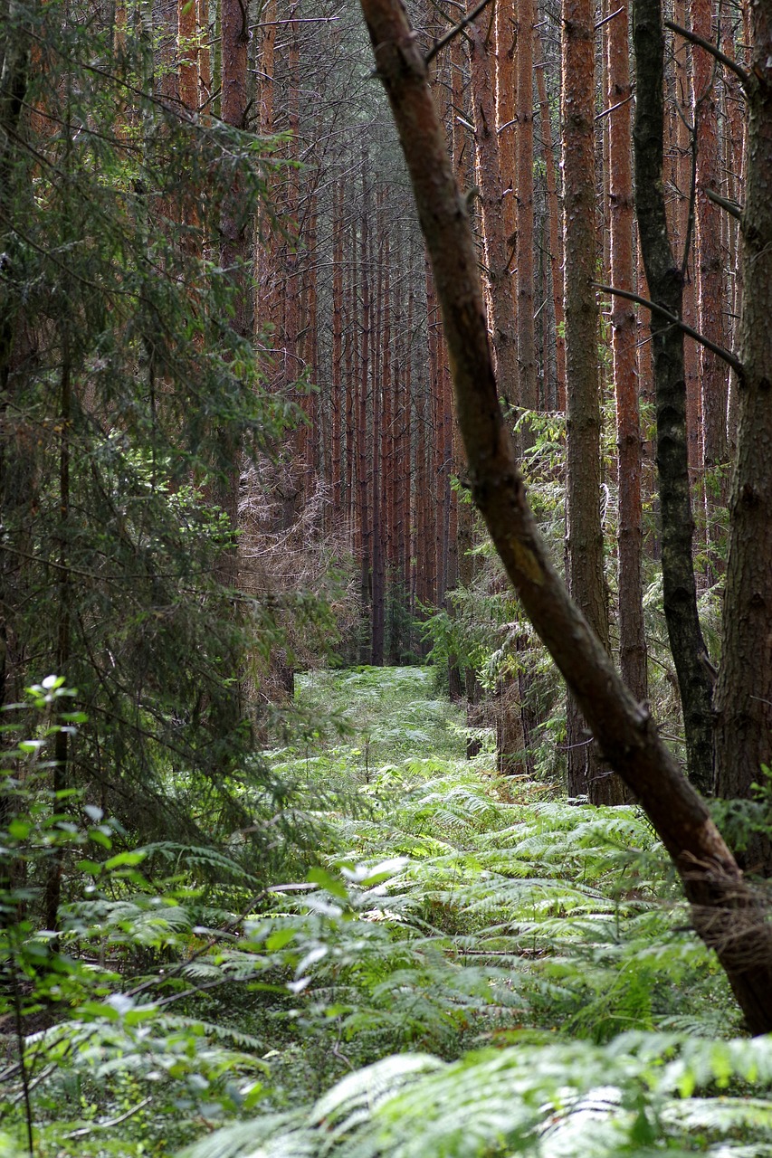 Papartis, Gęstwina, Lapija, Medis, Miškas, Europa, Žalias, Gamta, Lapai, Polypody