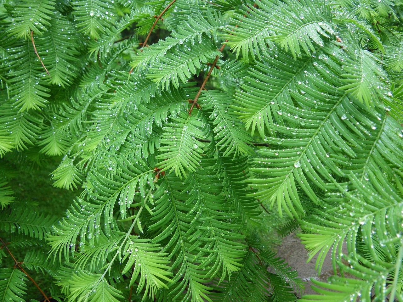 Хвойные папоротники. Ягоды папоротника фото. Дерево 50/50 листья и хвоя. Fern Pine.