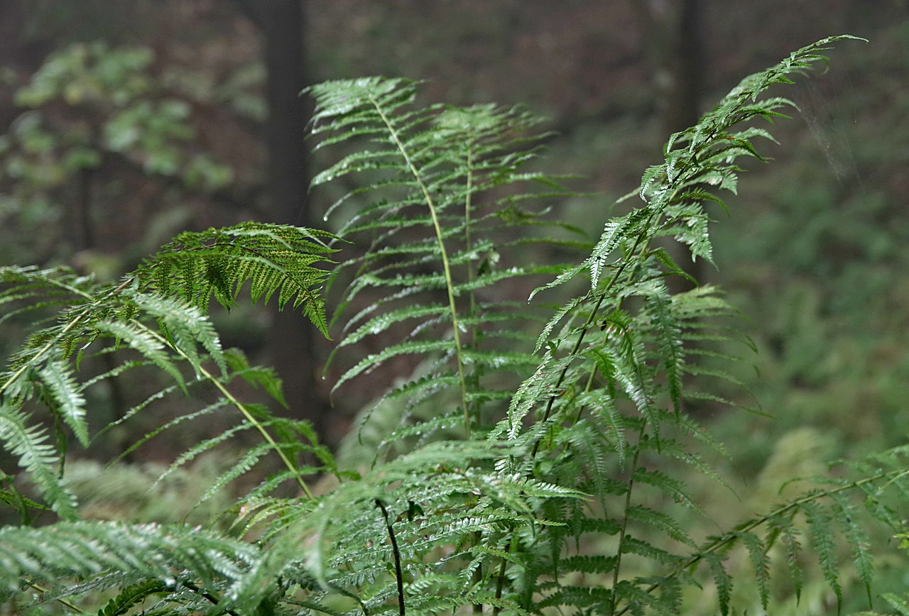 Papartis, Miškas, Žalias, Polypody, Lapija, Lapai, Delikatesas, Paparčiai, Europa, Gęstwina