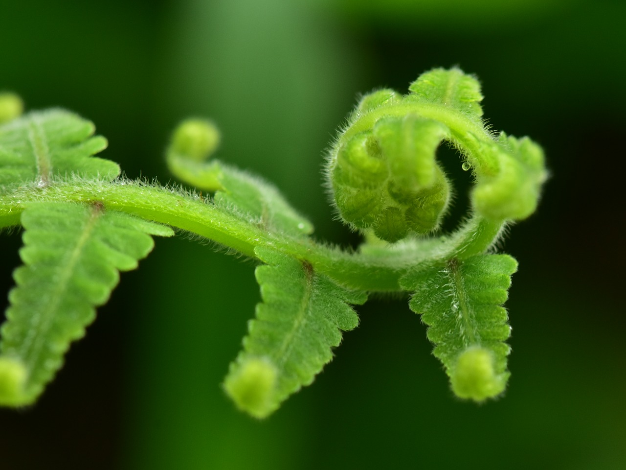 Papartis,  Girnas,  Lapai,  Lapija,  Roll,  Gamta,  Flora,  Lauke,  Žalias,  Be Honoraro Mokesčio