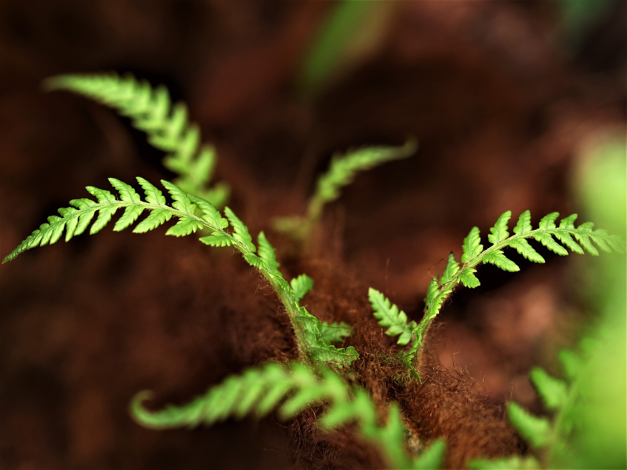 Papartis,  Lapų,  Floros,  Gniužulų,  Lauke, Nemokamos Nuotraukos,  Nemokama Licenzija