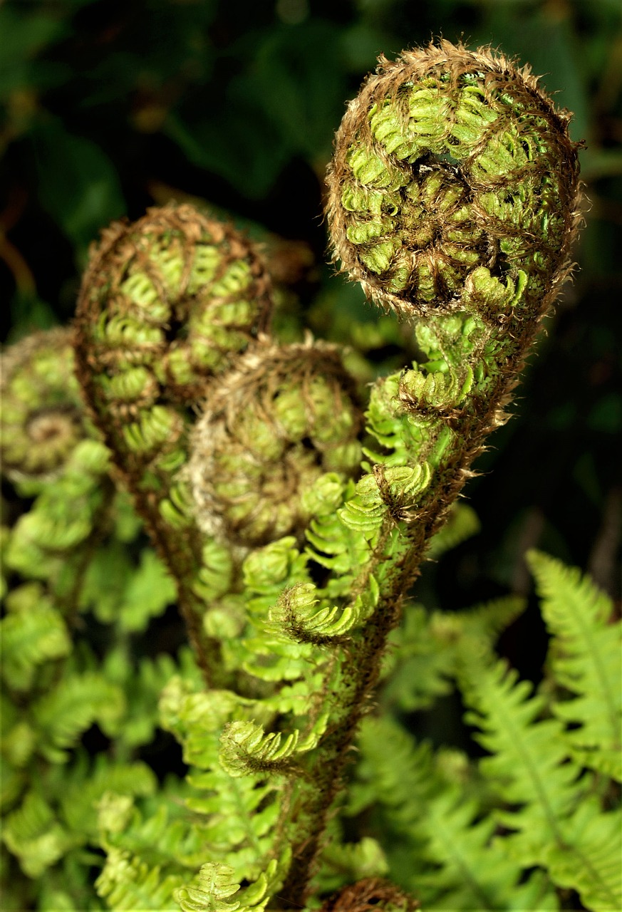 Papartis,  Floros,  Pobūdį,  Lapų,  Medis,  Botanikos, Nemokamos Nuotraukos,  Nemokama Licenzija