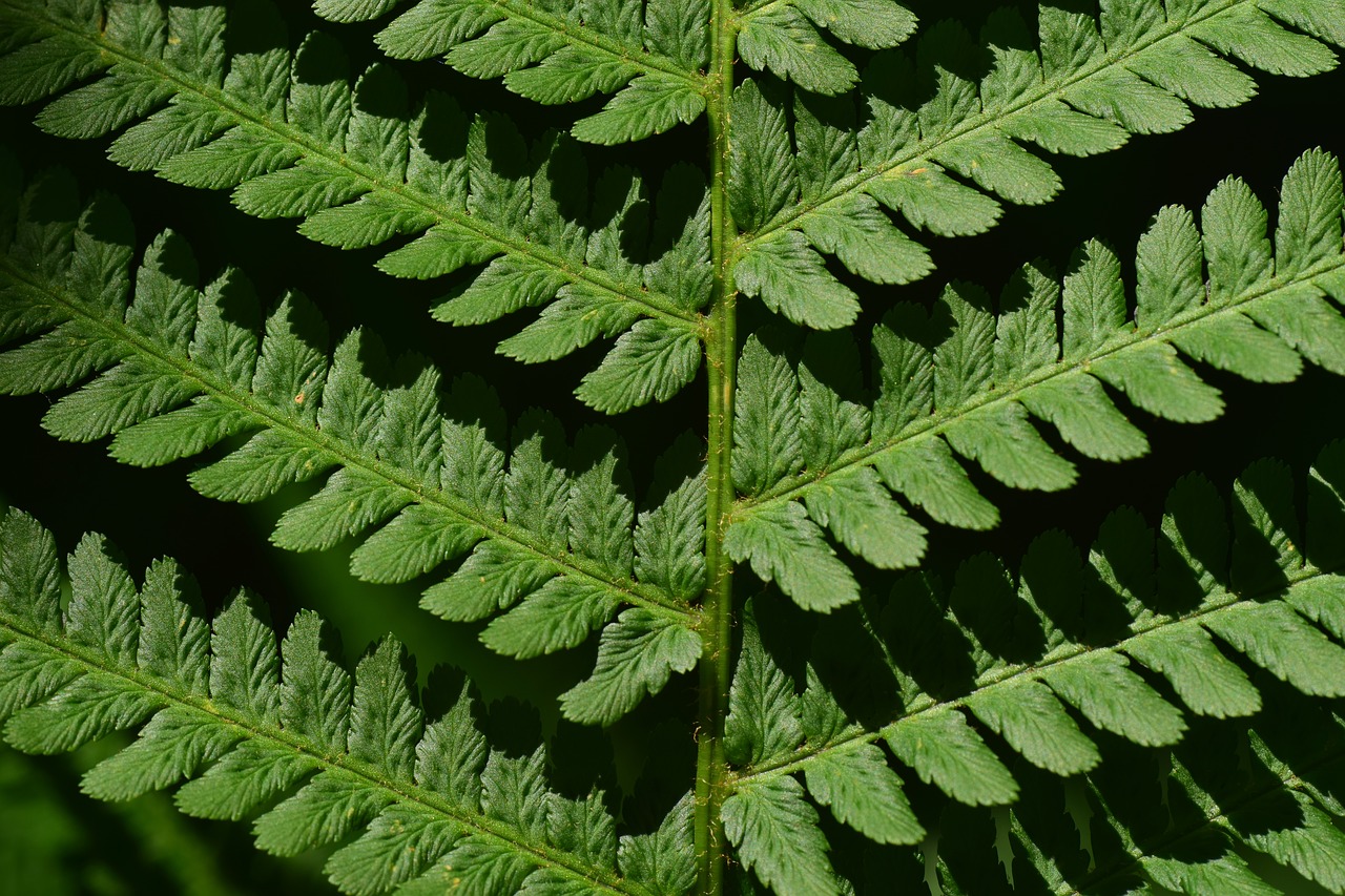 Papartis,  Fiddlehead,  Žalias,  Iš Arti,  Makro,  Struktūra,  Tekstūros,  Mažas,  Švelnus,  Grioveliais