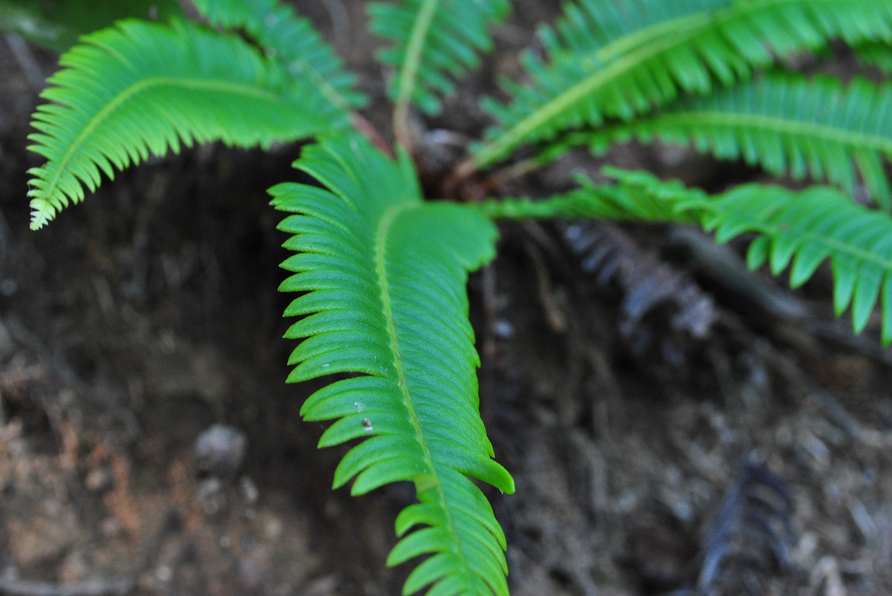 Papartis,  Žalias,  Augalų,  Vasara,  Miškas,  Lapai,  Gamta, Nemokamos Nuotraukos,  Nemokama Licenzija