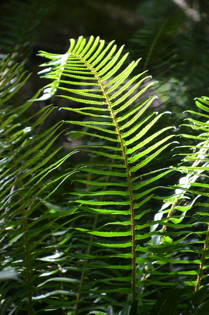 Papartis,  Laukinių,  Žalias,  Pobūdį,  Augalų,  Lapų,  Miškas,  Floros,  Lapai,  Vasara