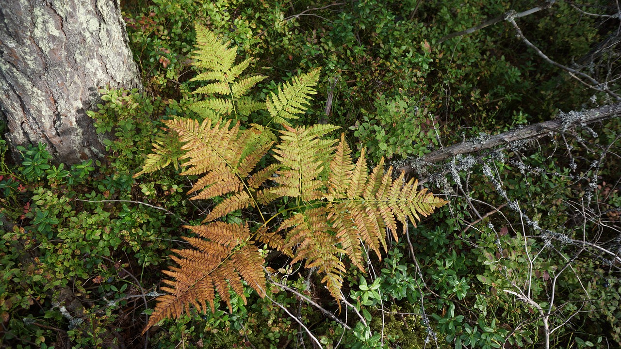 Papartis, Pomidoras, Rudens Spalvos Gamtoje, Nemokamos Nuotraukos,  Nemokama Licenzija