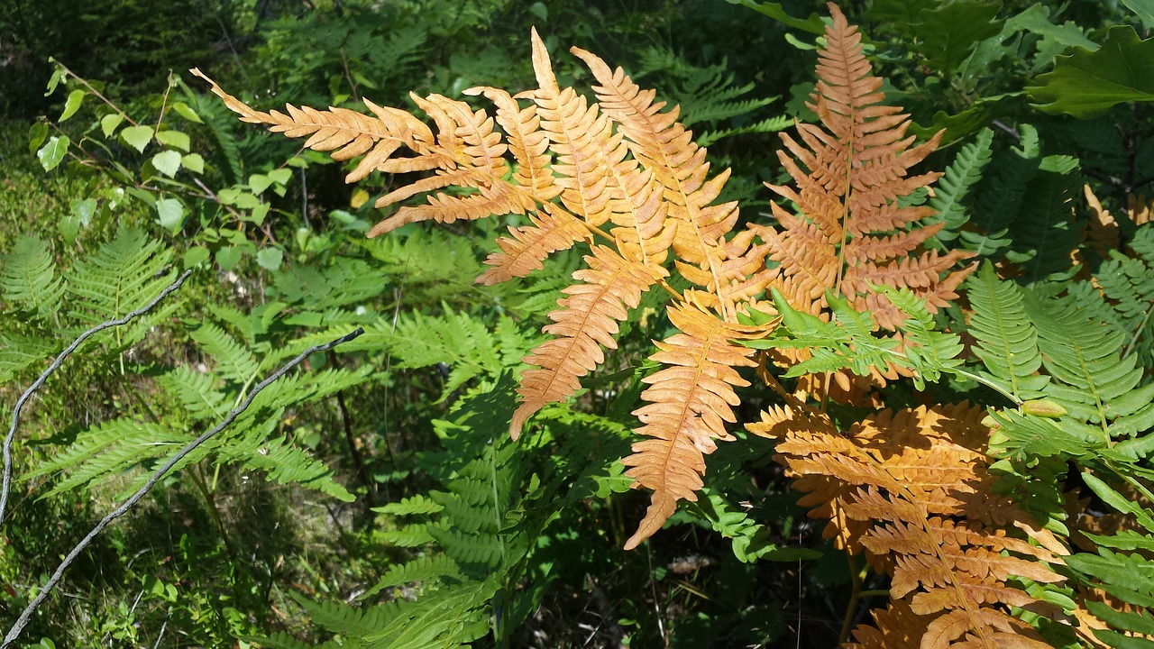 Papartis, Miškas, Gamta, Žalias, Oranžinė, Nemokamos Nuotraukos,  Nemokama Licenzija