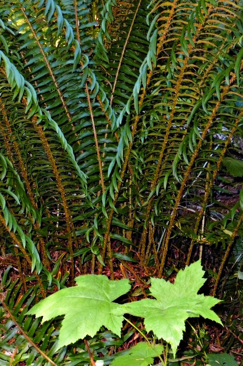 Papartis, Lapai, Miškas, Gamta, Augalai, Lapija, Džiunglės, Flora, Augimas, Laukiniai