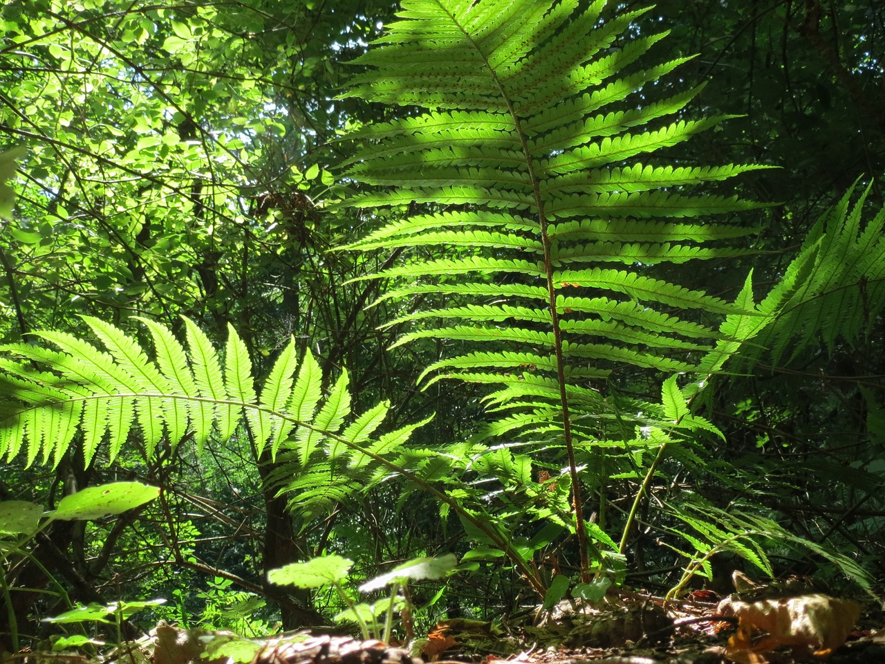 Papartis, Žalias, Miškas, Augalas, Gamta, Nemokamos Nuotraukos,  Nemokama Licenzija