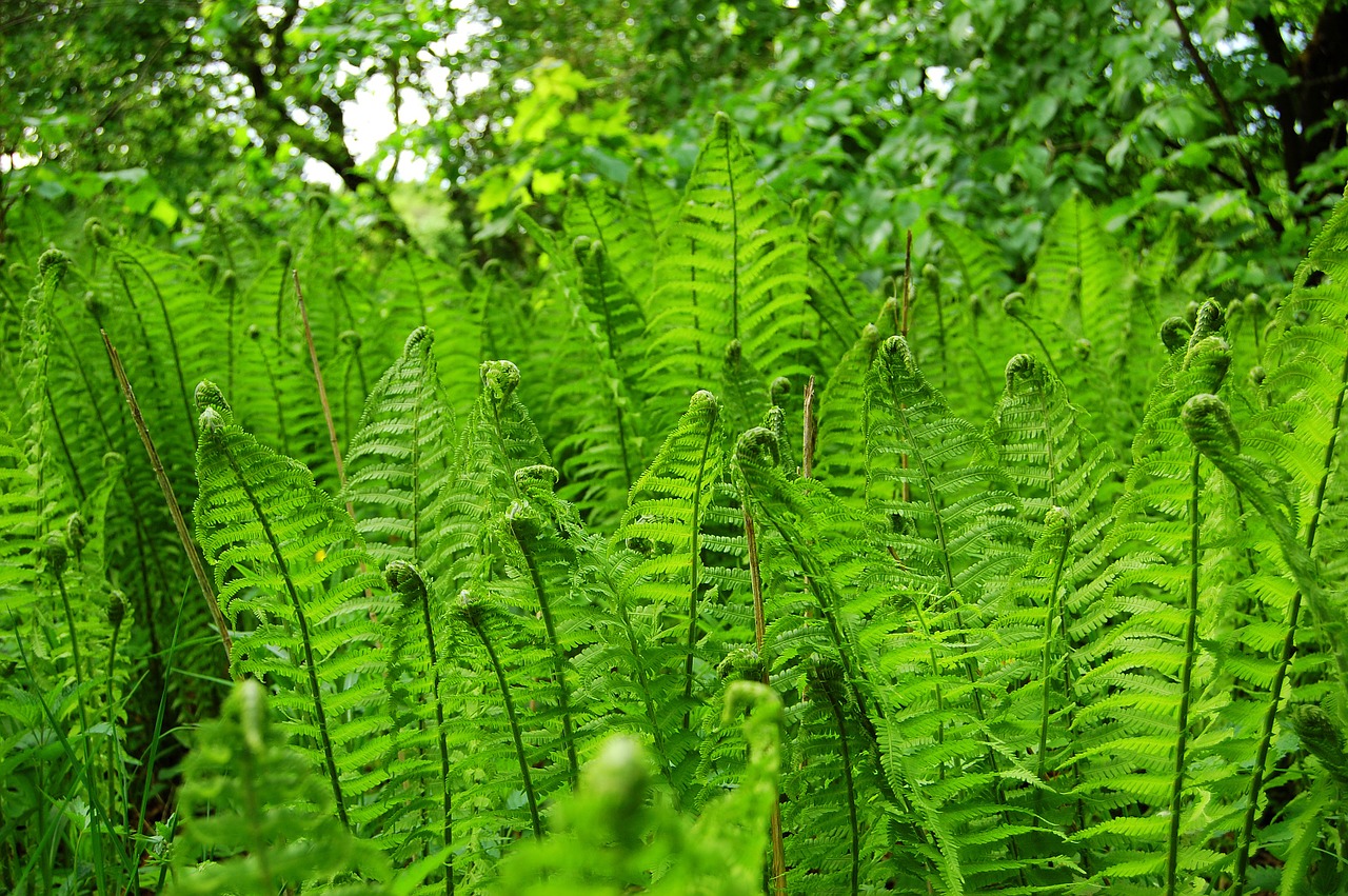 Papartis, Žalias, Augalas, Miškas, Pavasaris, Flora, Botanika, Atogrąžų, Spalva, Laukiniai