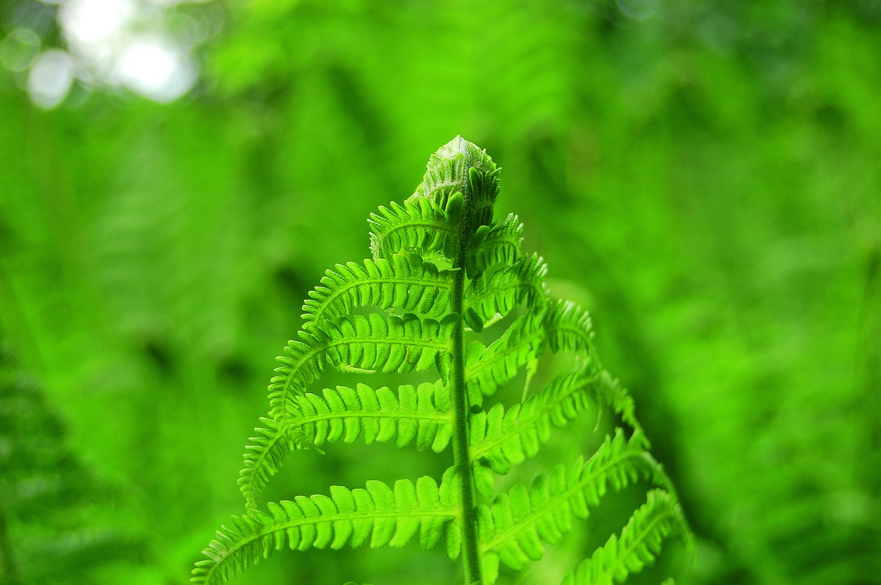 Papartis, Žalias, Augalas, Miškas, Pavasaris, Flora, Botanika, Atogrąžų, Spalva, Laukiniai