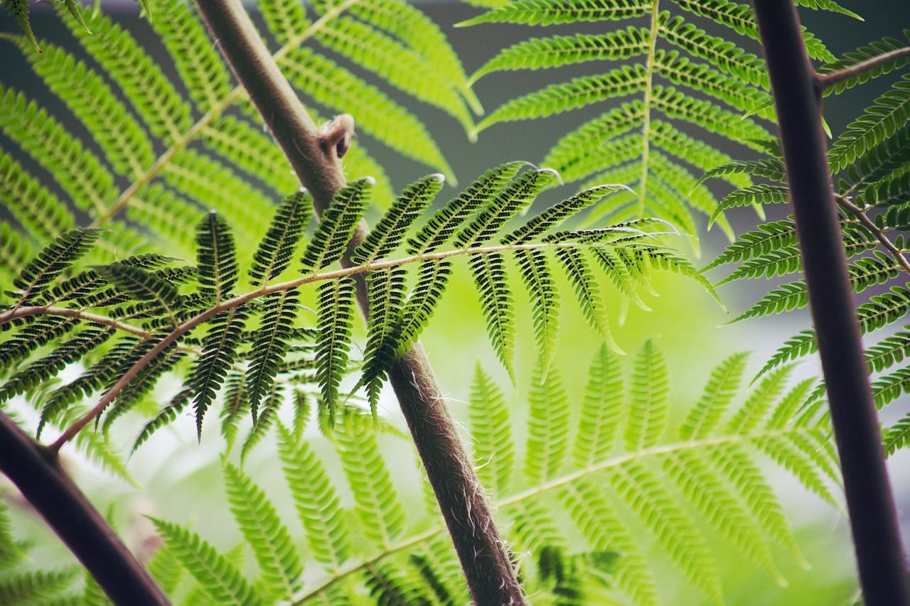 Papartis,  Stabdis,  Augalas,  Žalias,  Miškas,  Lapai,  Flora,  Šviesus,  Spalva,  Makro