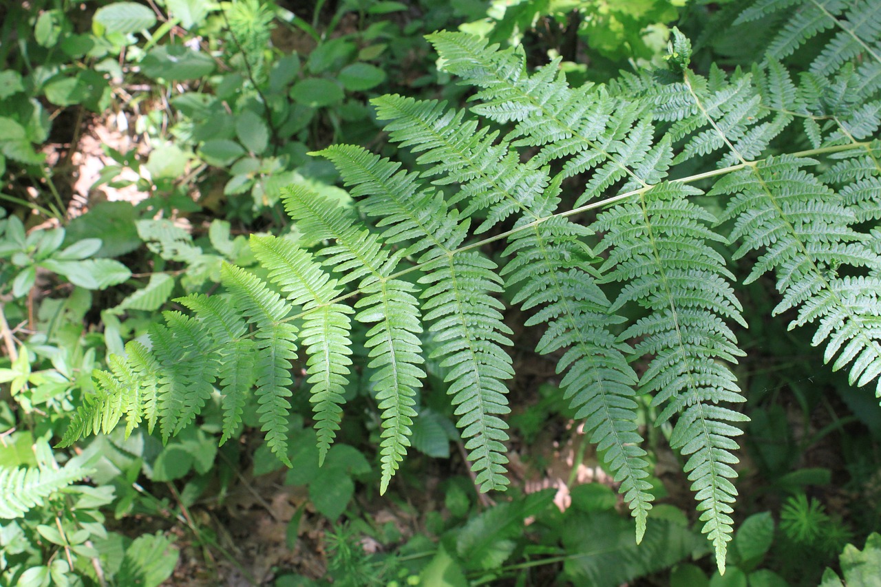 Papartis, Miškas, Žalias, Lapai, Gamta, Augalai, Nemokamos Nuotraukos,  Nemokama Licenzija