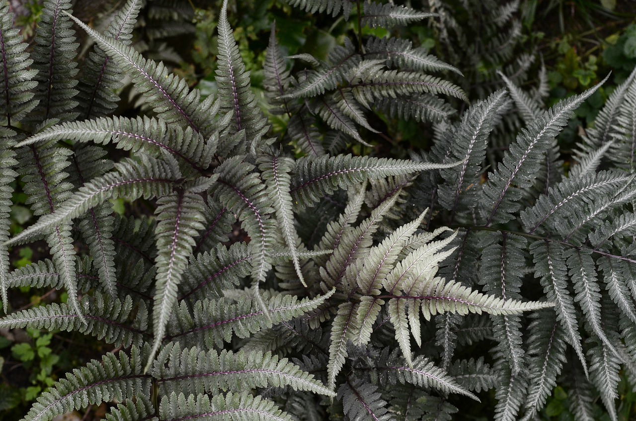 Papartis, Lapai, Augalas, Flora, Sodas, Botanika, Aplinka, Parkas, Modelis, Ekologiškas