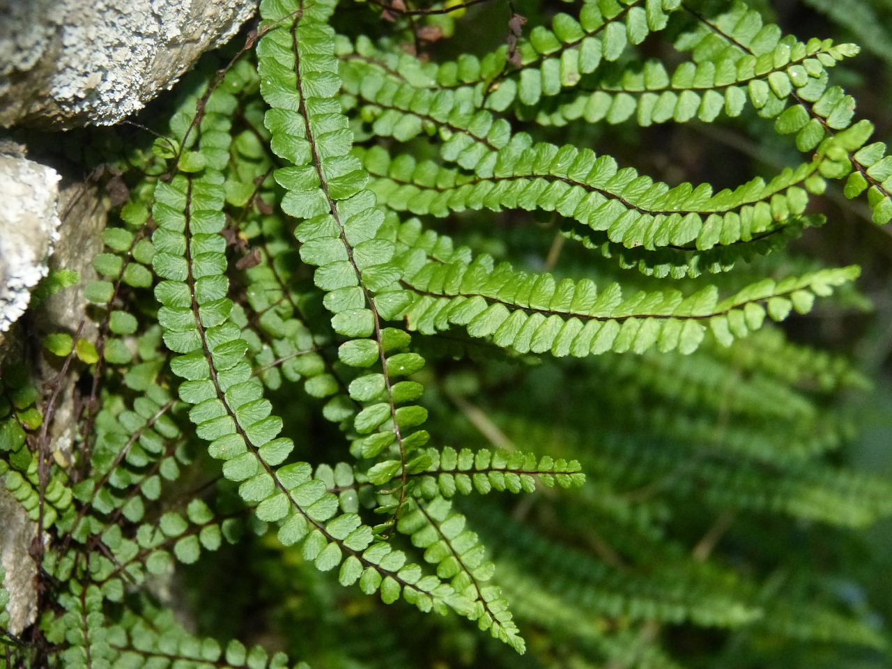 Papartis, Žalias, Miškas, Augalai, Gamta, Lapai, Nemokamos Nuotraukos,  Nemokama Licenzija