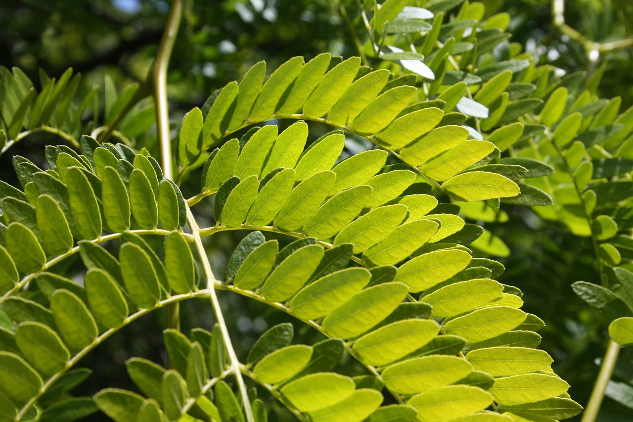 Papartis, Žalias, Atogrąžų, Miškas, Aplinka, Lapija, Miško Medžiai, Lauke, Ramus, Lapai