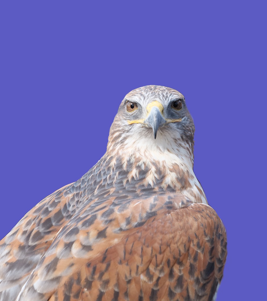 Żelazodajny Vanagas,  Raptor,  Paukštis,  Hawk,  Falcon,  Predator,  Hunter,  Gyvūnijos,  Medžioklė Su Sakalais, Nemokamos Nuotraukos