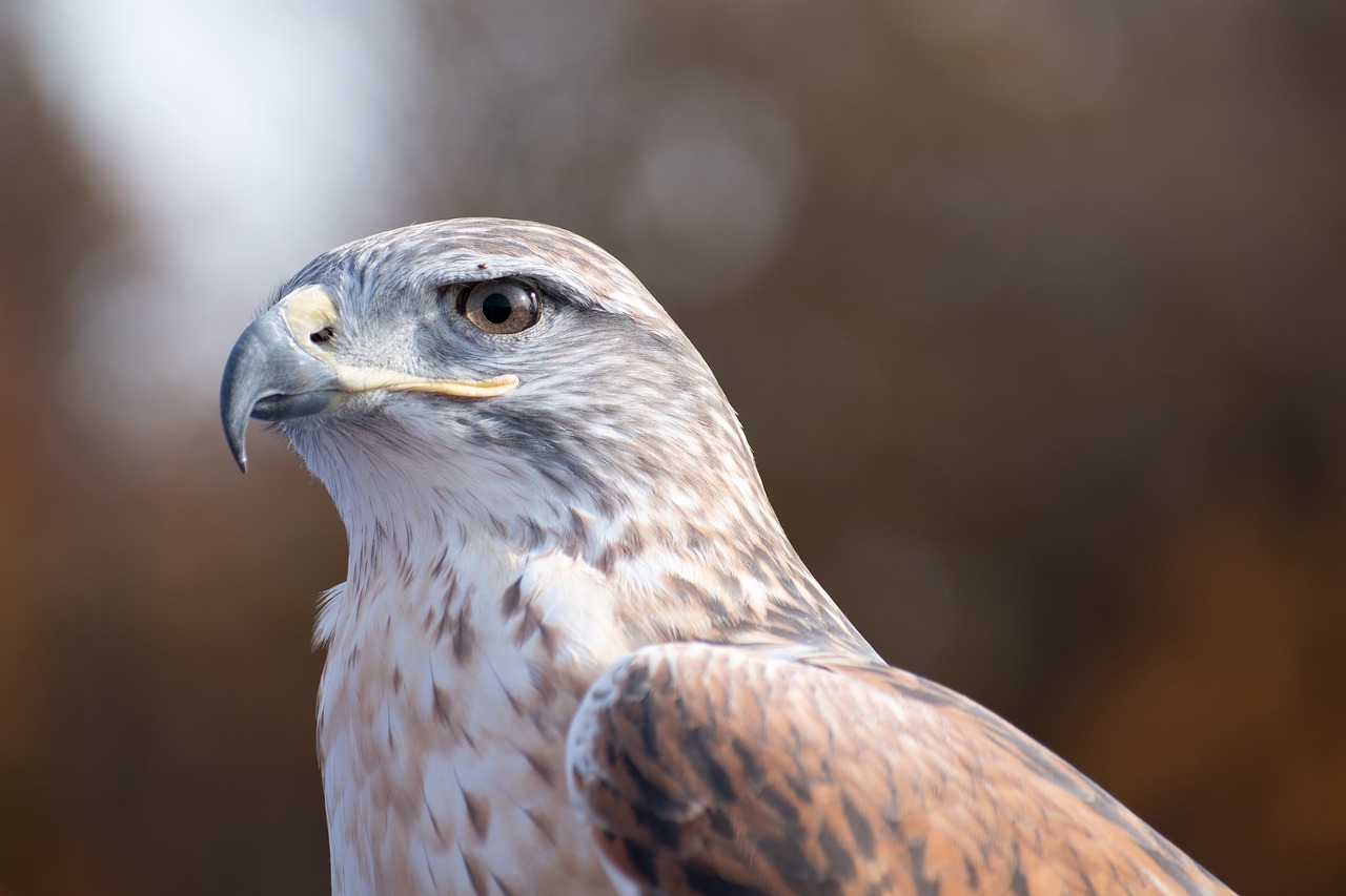 Żelazodajny Vanagas,  Sakalais,  Hawk,  Raptor,  Gyvūnijos,  Predator,  Hunter,  Paukštis,  Sakalas, Nemokamos Nuotraukos