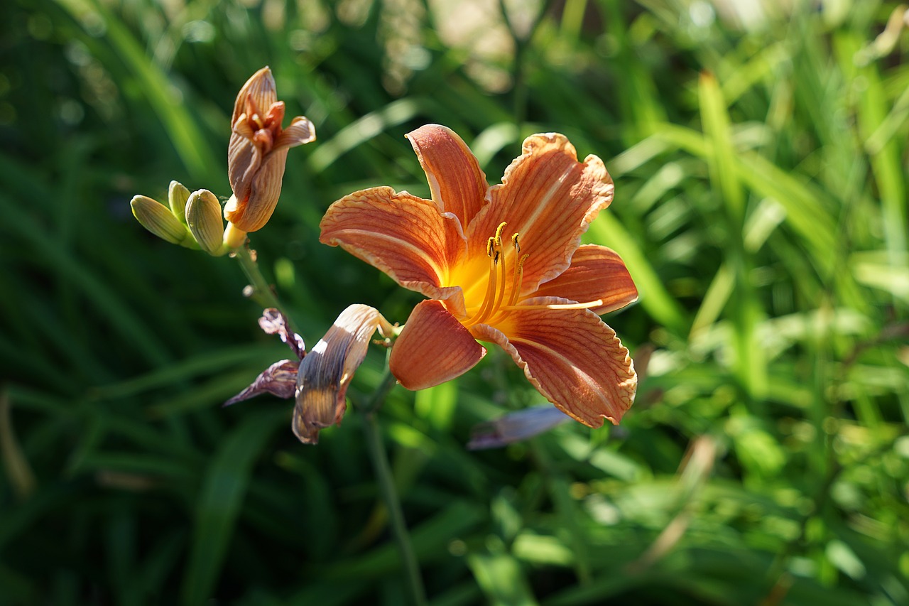 Feuerlilie,  Lelija,  Augalų,  Oranžinė,  Žalias,  Žiedas,  Žydi,  Gėlė,  Pobūdį,  Gaisro Lily