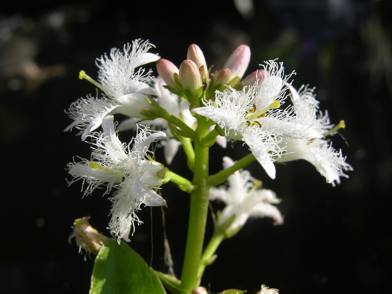 Karščiavimas, Menyanthies Trifoliata, Tvenkinio Augalas, Balta, Rožinis, Fransig, Sodas, Tvenkinys, Žiedas, Žydėti