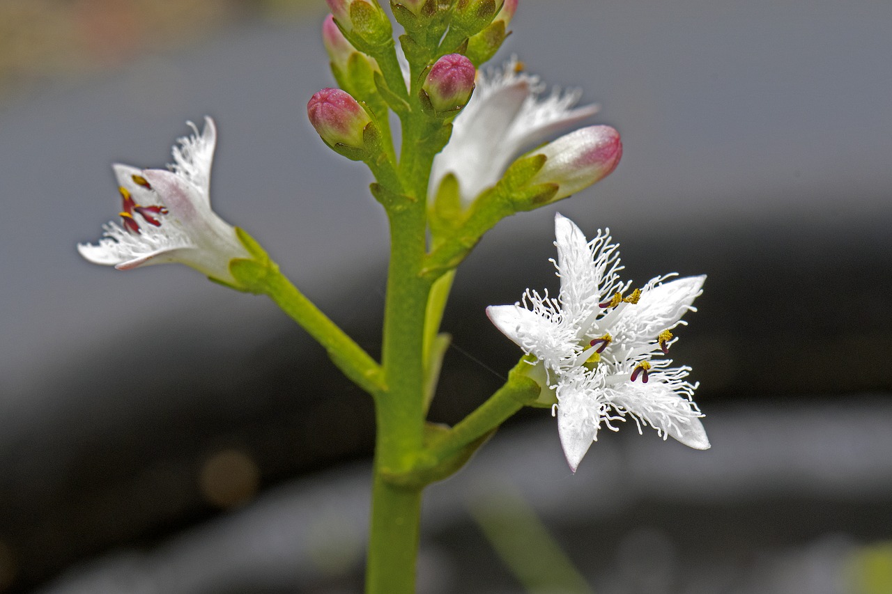 Karščiavimas Suknelė,  Menyanthes,  Menyanthes Trifoliata,  Sumpfpfanze, Nemokamos Nuotraukos,  Nemokama Licenzija