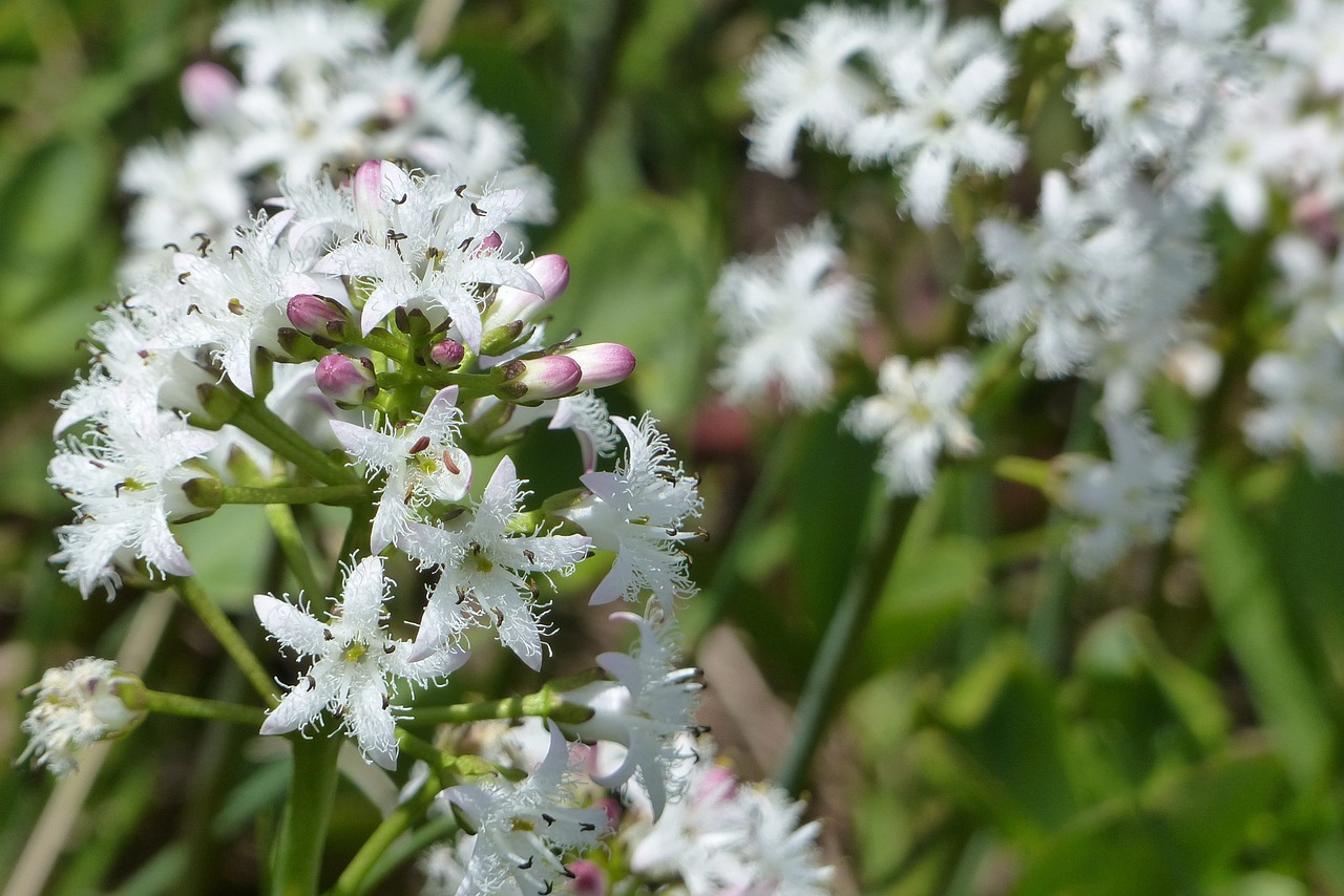 Karščiavimas,  Gėlės,  Karštas Dobilas,  Menyanthes Trifoliata,  Balta,  Augalas,  Pelkė,  Pelkių Augalas,  Tamsiai, Nemokamos Nuotraukos