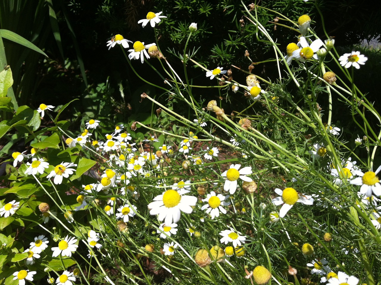 Feverfew, Gėlės, Wildflower, Geltona, Augalas, Gamta, Daisy, Sodas, Vasara, Žydi