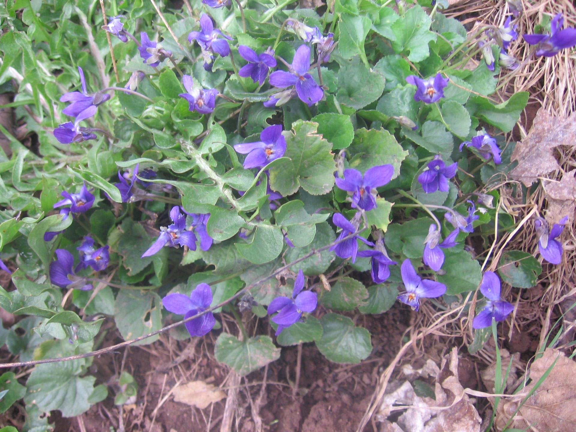 Violets,  Gėlės,  Violetinės Pavasarį, Nemokamos Nuotraukos,  Nemokama Licenzija