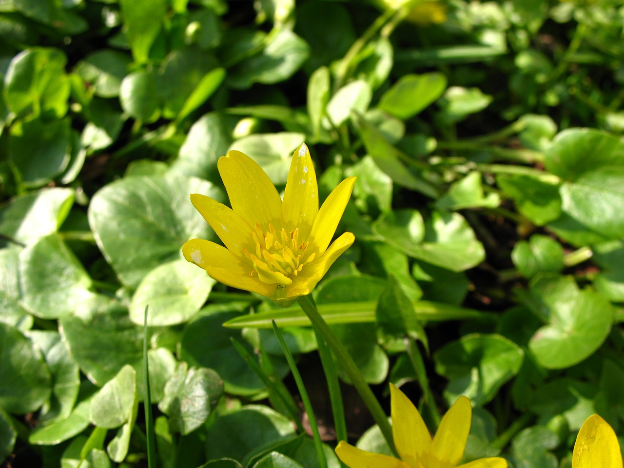 Ficaria Verna, Buttercup Pavasaris, Ficaria, Gamta, Botanika, Flora, Sodas, Laukiniai, Makro, Šviesus