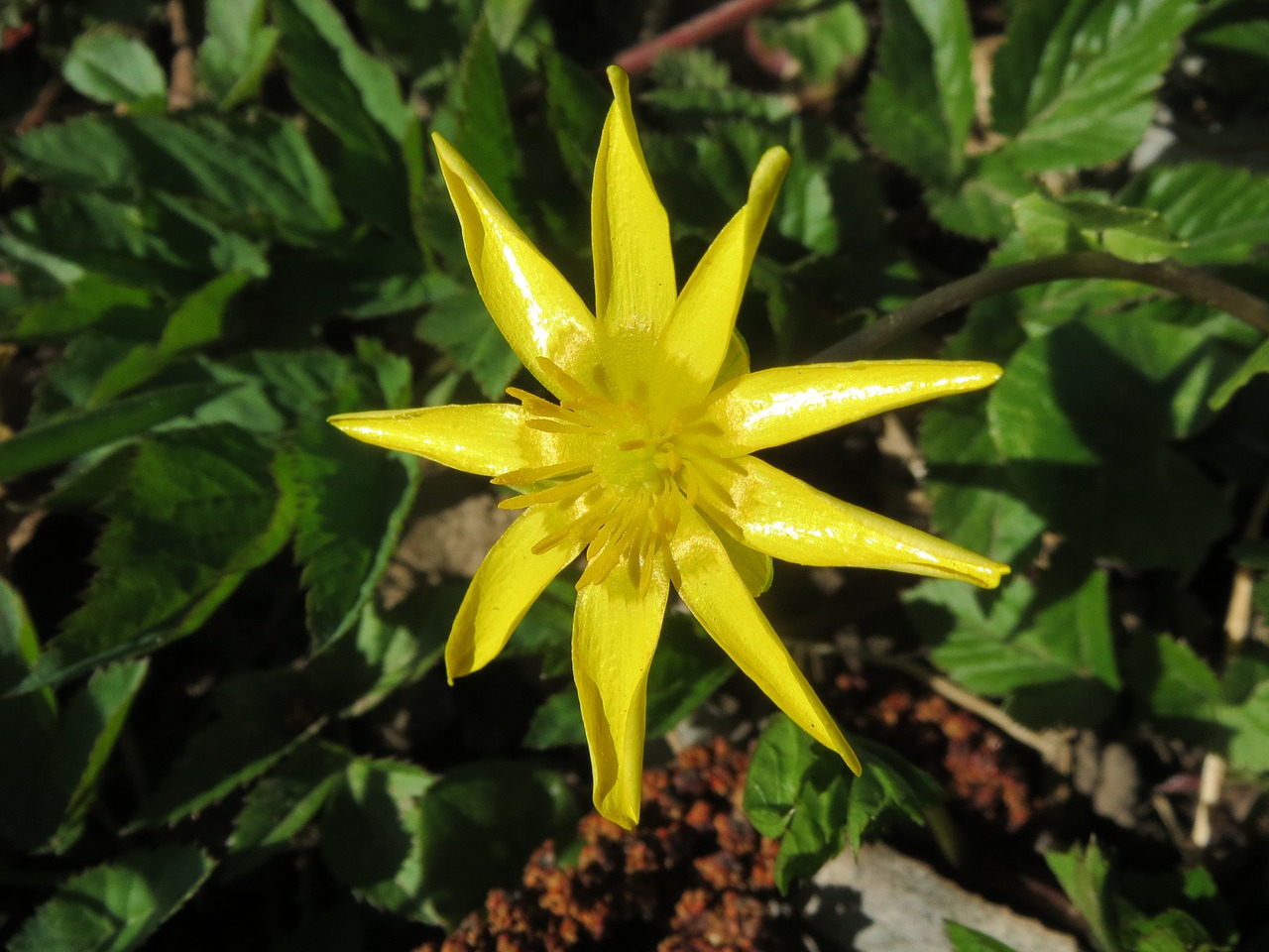 Ficaria Verna, Mažesnis Alandinas, Ranunculus Ficaria, Wildflower, Žiedynas, Flora, Botanika, Augalas, Nemokamos Nuotraukos,  Nemokama Licenzija