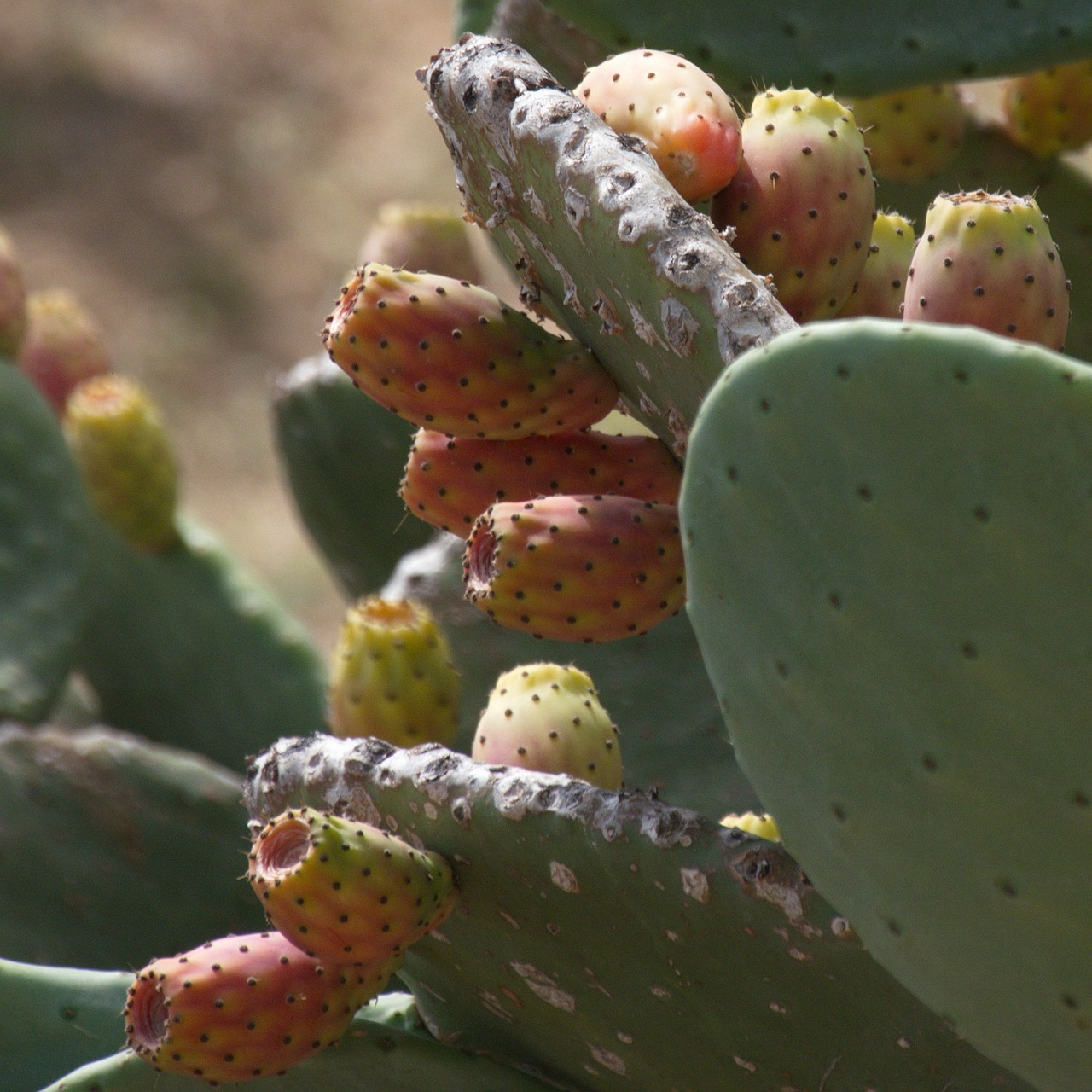 Prickly pear. Опунция индийская. Опунция съедобная. Кактус опунция. Плоды кактуса опунция.