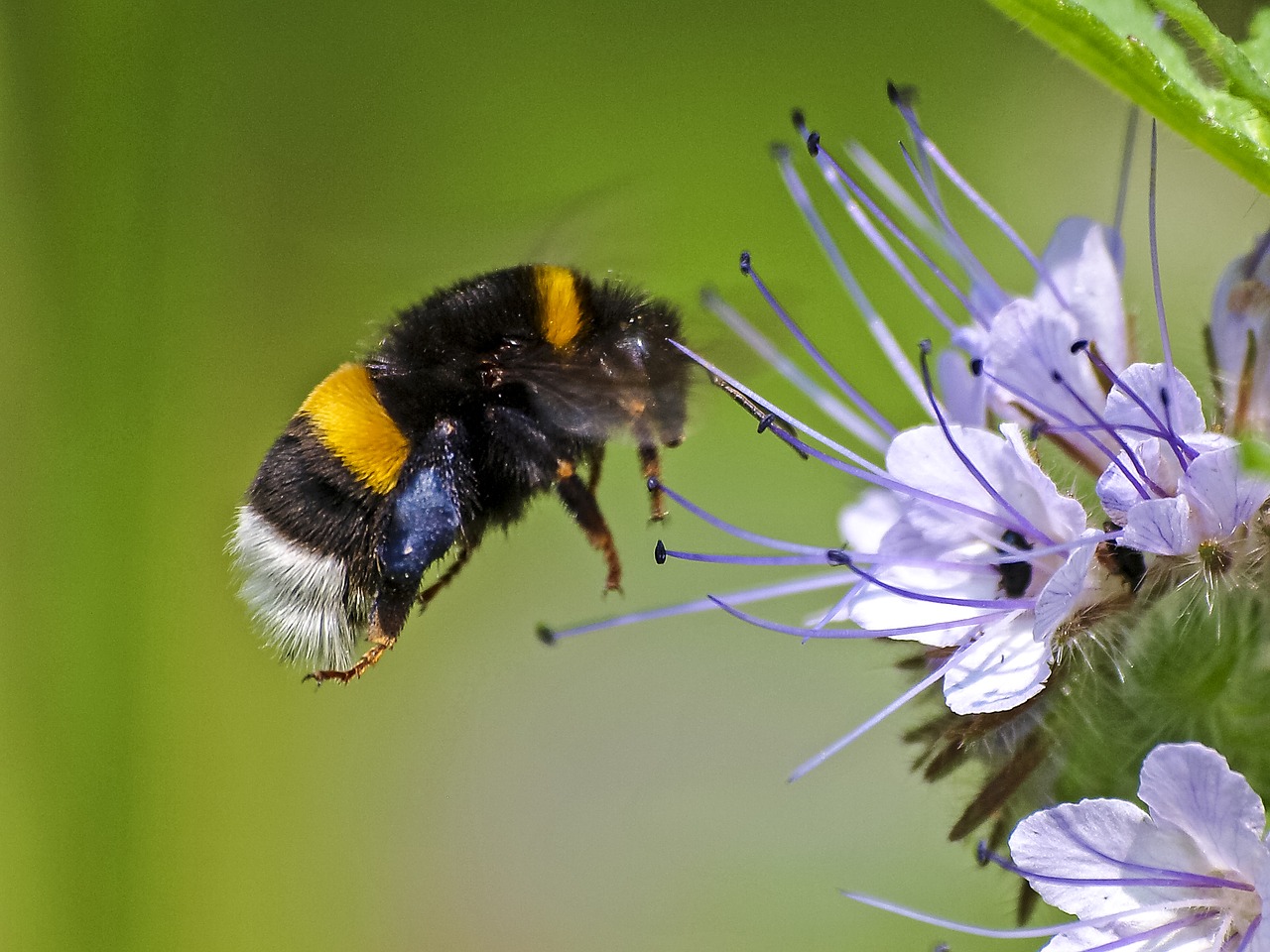 Išgalvotas, Hummel, Vabzdys, Gamta, Gyvūnas, Nemokamos Nuotraukos,  Nemokama Licenzija