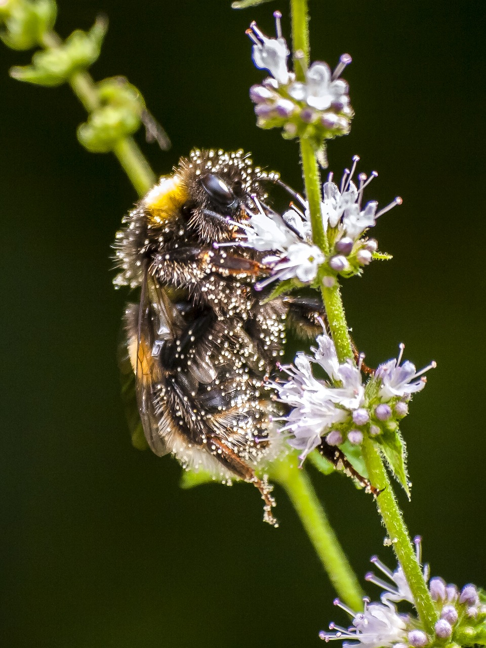 Išgalvotas, Hummel, Vabzdys, Gamta, Gyvūnas, Nemokamos Nuotraukos,  Nemokama Licenzija