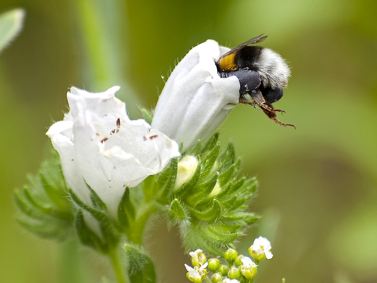 Išgalvotas, Hummel, Vabzdys, Gamta, Gyvūnas, Nemokamos Nuotraukos,  Nemokama Licenzija