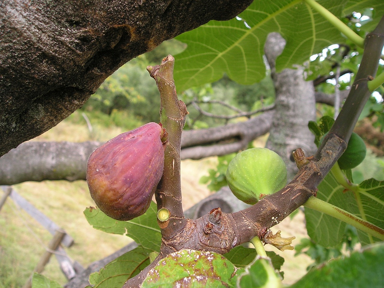 Ficus Carica, Fig., Ficus, Euro Dinastija, Vaisiai, Saldus, Frisch, Valgyti, Maistas, Italy